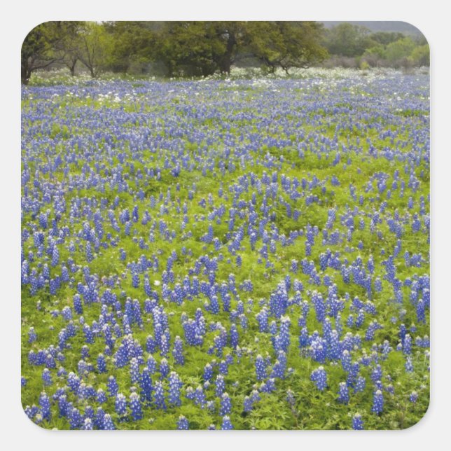 Hill Country, Texas, Bluebonnets and Oak tree Square Sticker (Front)