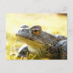 Hill End Toad Postcard