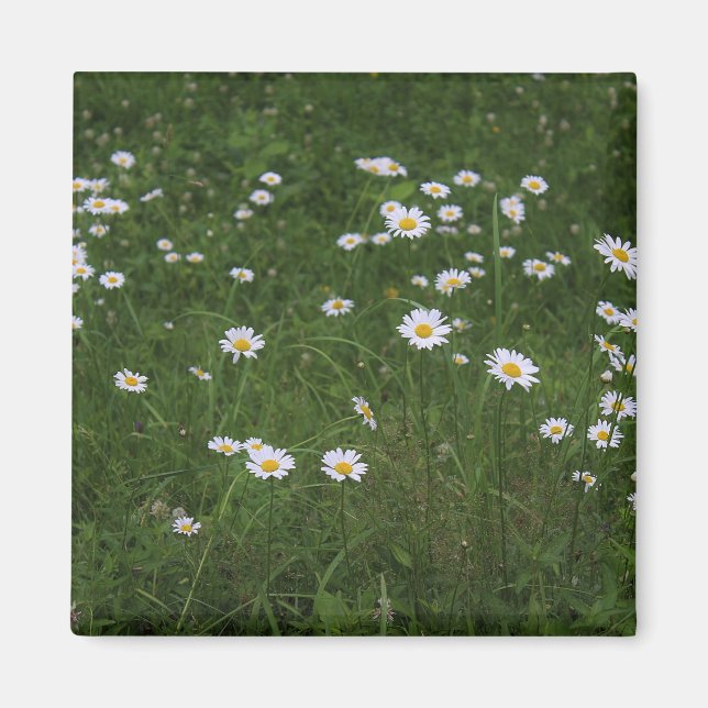 Hill of Daisies Magnet (Front)