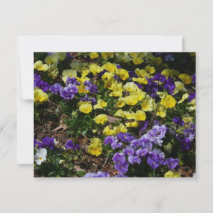 Hillside of Purple and Yellow Pansies
