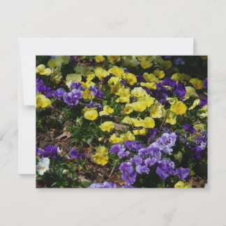 Hillside of Purple and Yellow Pansies
