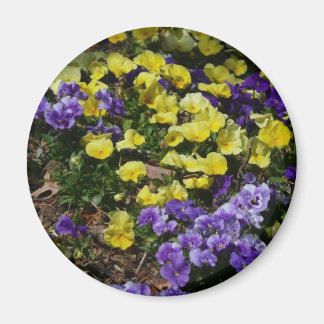 Hillside of Purple and Yellow Pansies Magnet
