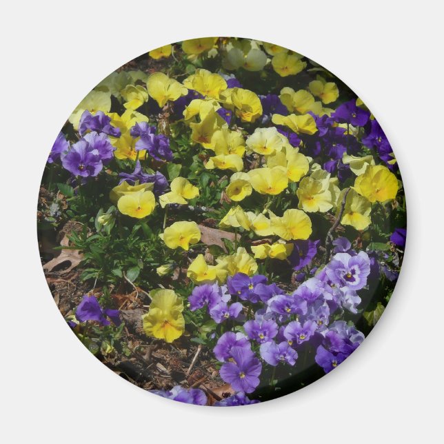 Hillside of Purple and Yellow Pansies Magnet (Front)