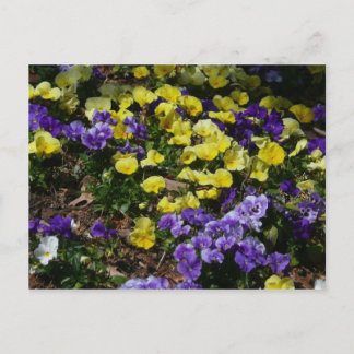 Hillside of Purple and Yellow Pansies Postcard