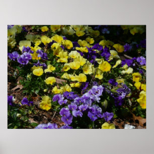 Hillside of Purple and Yellow Pansies Poster