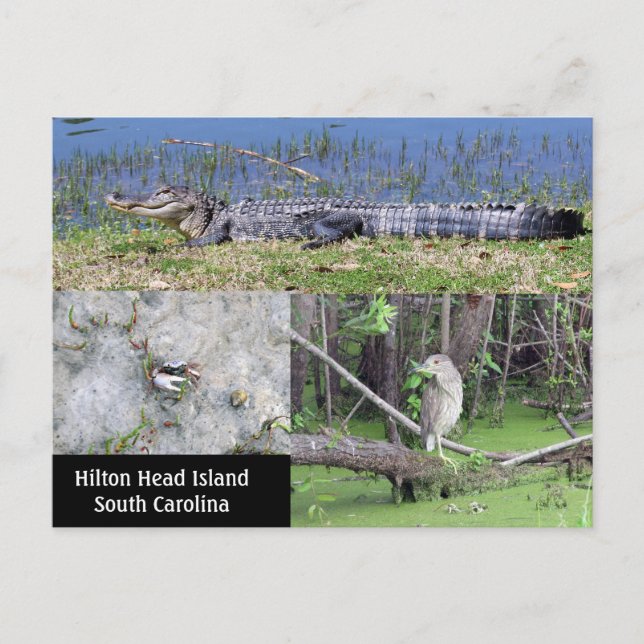 Hilton Head SC Native Wildlife Postcard (Front)