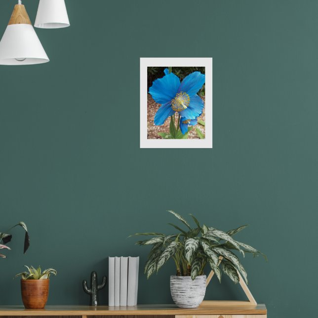 Himalayan Blue Poppy Floral Poster (Living Room 1)