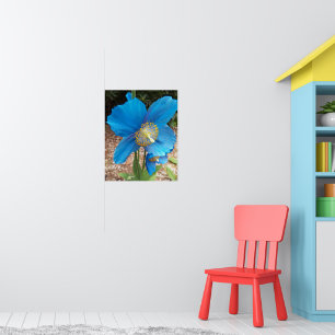 Himalayan Blue Poppy Floral Poster