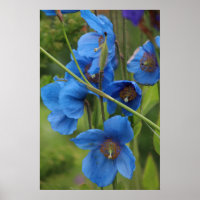 Himalayan Blue Poppy Flowers