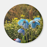 himalayan blue poppy