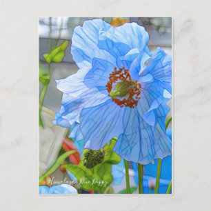 Himalayan Blue Poppy [Postcard] Postcard