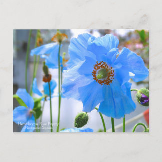 Himalayan Blue Poppy:Postcard Postcard