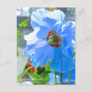 Himalayan Blue Poppy:Postcard Postcard