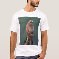 Himalayan Buzzard, dark/rufous morph, young adult