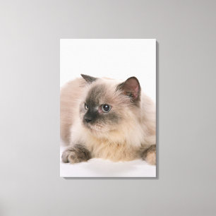 Himalayan Canvas Print