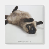 Himalayan Cat Lying on his Back