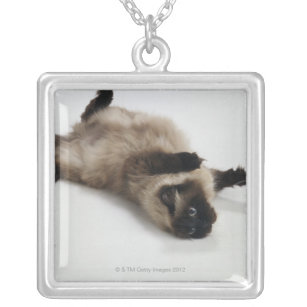 Himalayan Cat Lying on his Back Silver Plated Necklace
