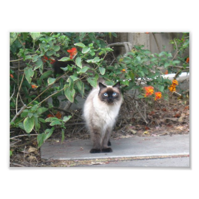 Himalayan Mix cat Photo Print (Front)