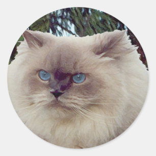 Himalayan Persian Cat Classic Round Sticker