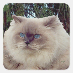 Himalayan Persian Cat Square Sticker
