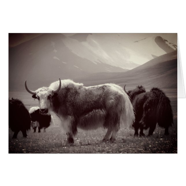 Himalayan Yaks, Mountains, Ladakh & Tibet (Front Horizontal)
