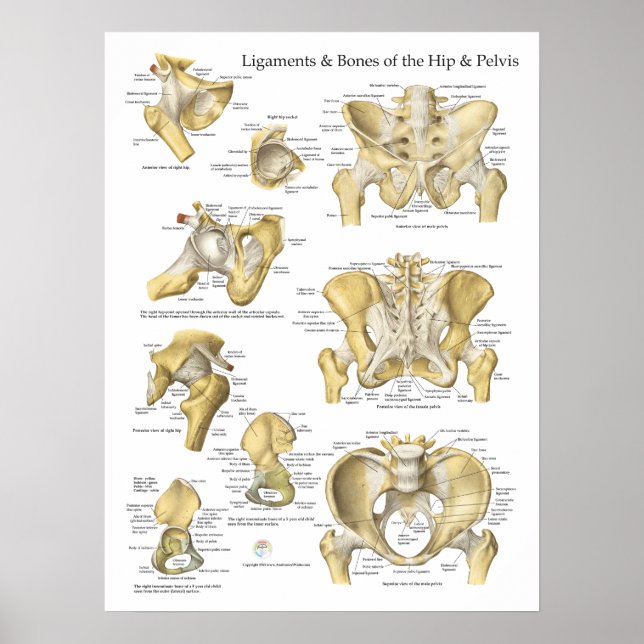 Hip and Pelvis Ligaments Bones Anatomy Chart (Front)