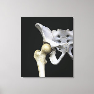 Hip Articulation to the Pelvis Canvas Print