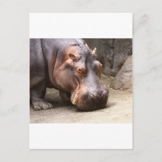 Hipo Postcard