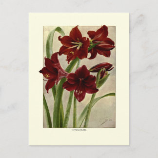 Hippeastrums(Amaryllis) Postcard