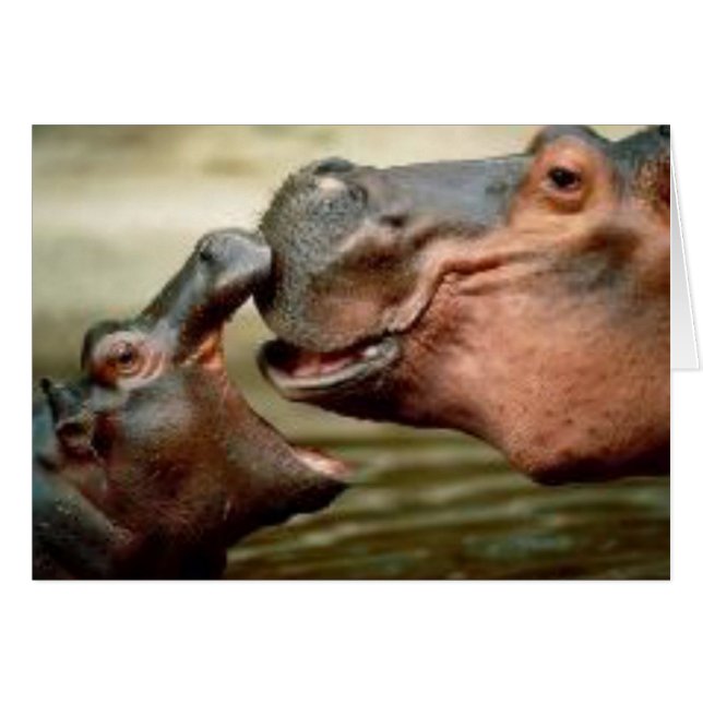 HIPPO (Front Horizontal)