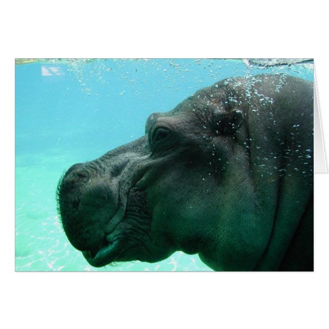 Hippo (Front Horizontal)