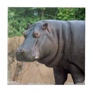 hippo-6 tile
