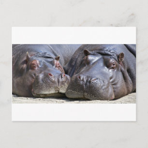 Hippo-78352 Postcard