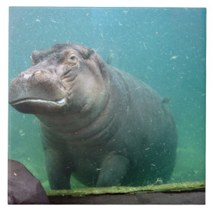hippo-8 tile