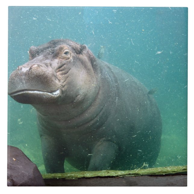 hippo-8 tile (Front)