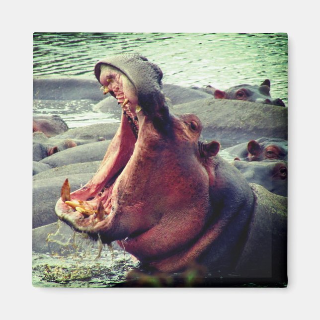 hippo big yawn magnet (Front)
