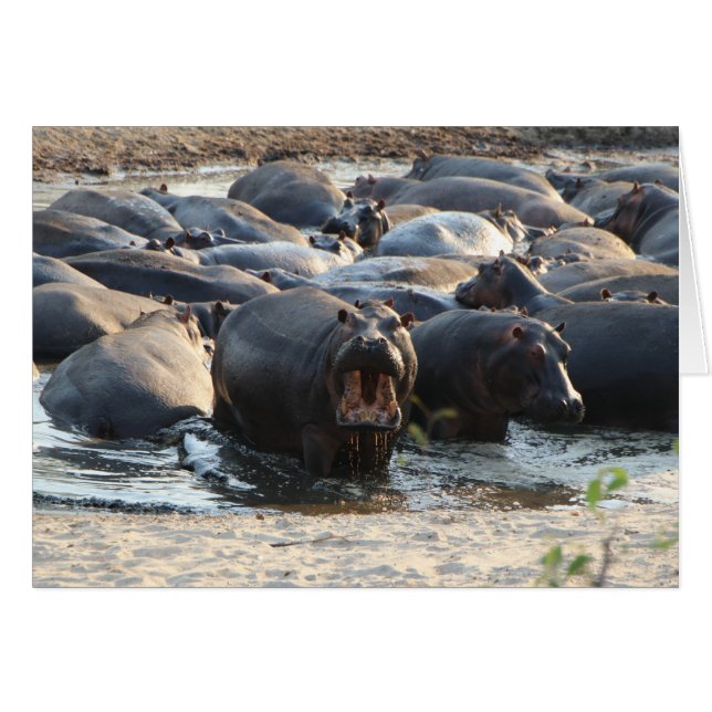 Hippo Card - Blank inside (Front Horizontal)