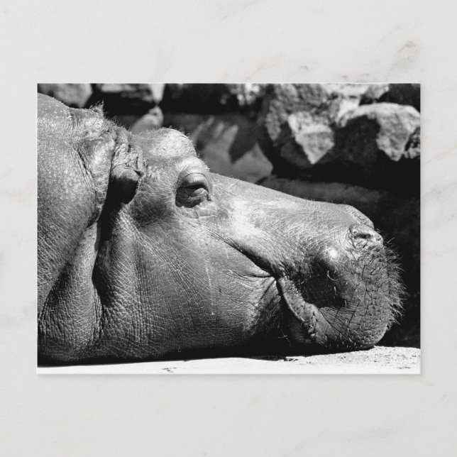 Hippo Doze Postcard (Front)