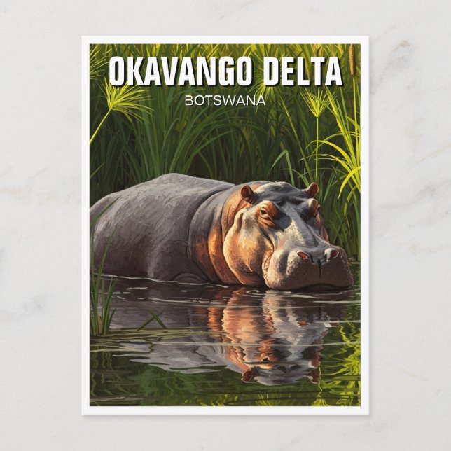 Hippo in Okavango Delta Botswana Postcard (Front)