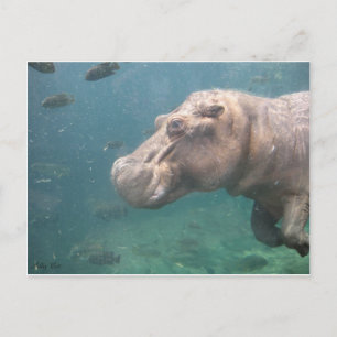 hippo postcard