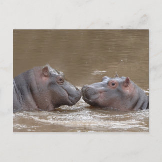 Hippo Postcard