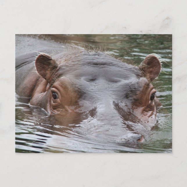 Hippo Postcard (Front)