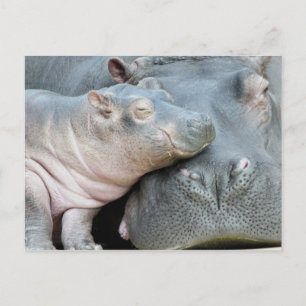 Hippo Postcard