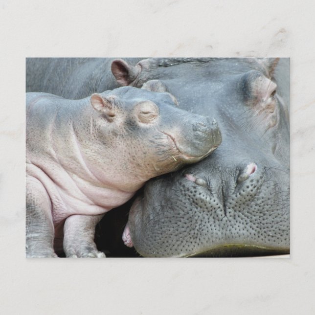Hippo Postcard (Front)