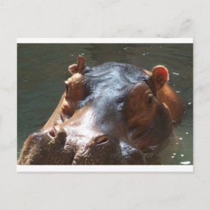 hippo postcard