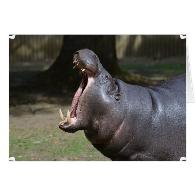 Hippo with His Mouth Open (Front Horizontal)