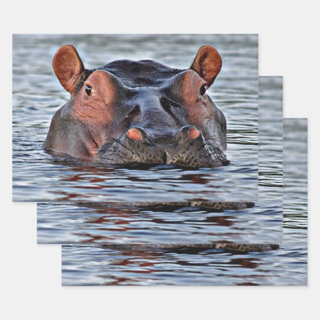 hippo wrapping paper sheet (Set)
