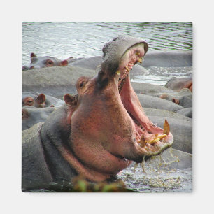 hippo yawn magnet