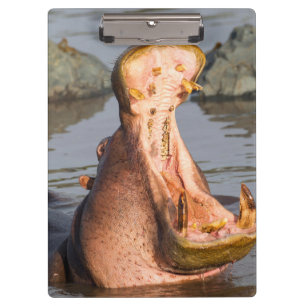 Hippo yawning, Tanzania Clipboard