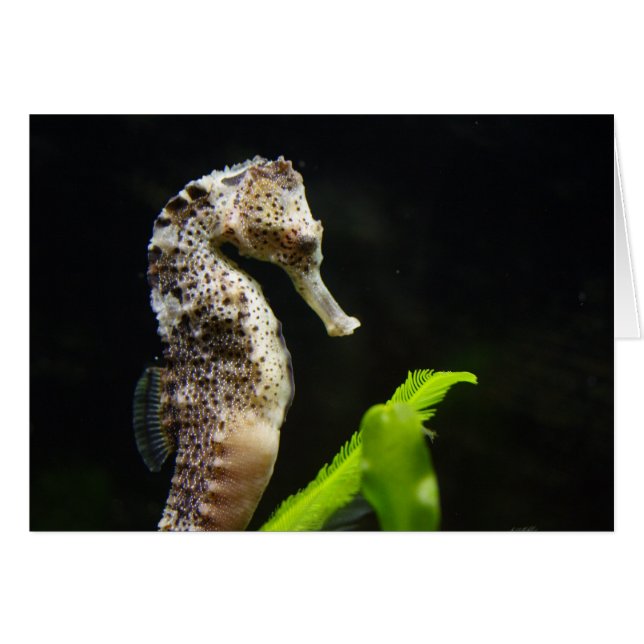 Hippocampus (Front Horizontal)